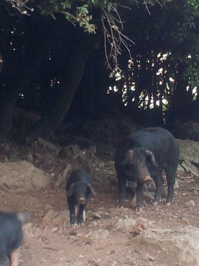 Gite La Fontaine Corse Loreto-di-Casinca Esterno foto